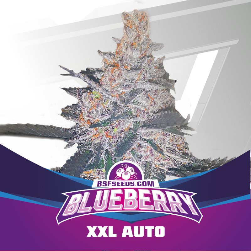 Blue Berry Auto x4