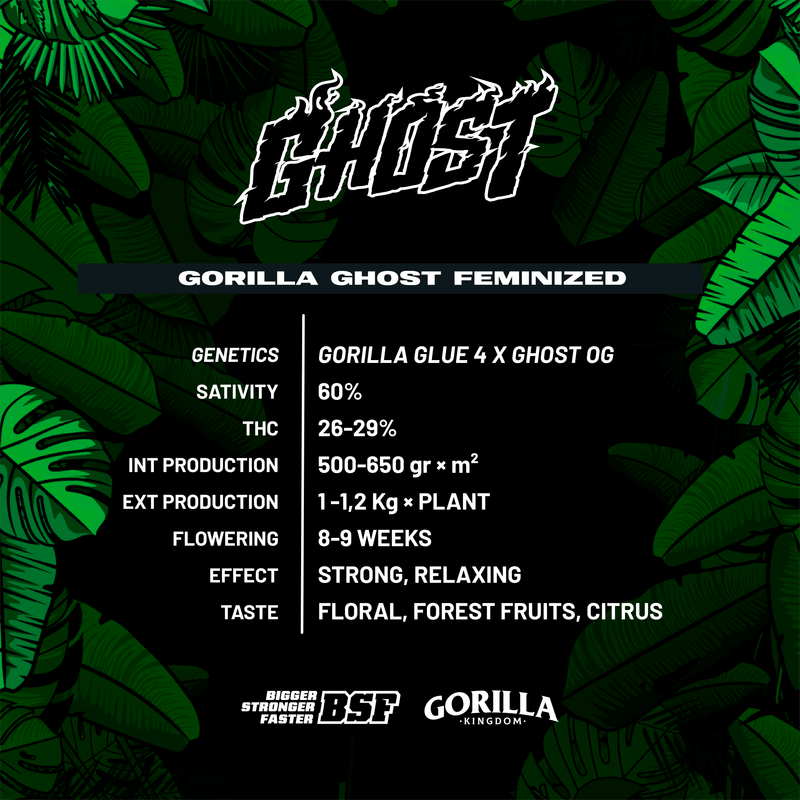 Gorilla Kingdom Ghost x4