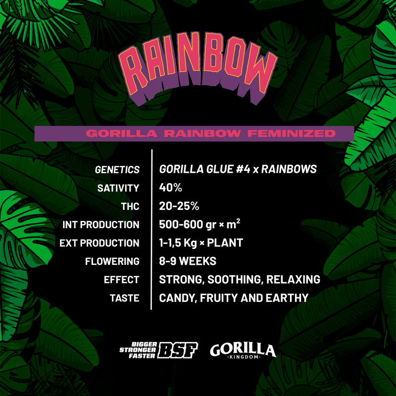 Gorilla Kingdom Rainbow x4