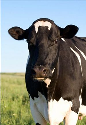 Dairy/Beef Remedies