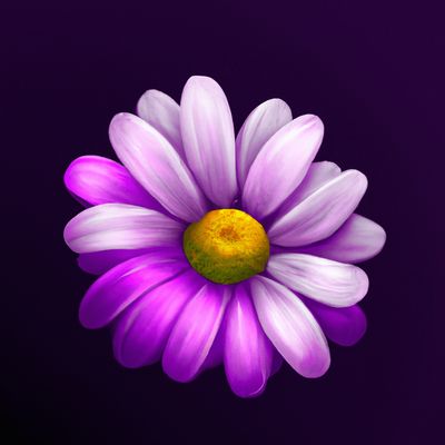 KAMOMILLA