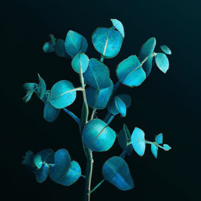 EUKALYPTUS