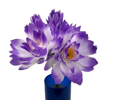 VIOLETTI/LAVENTELI
