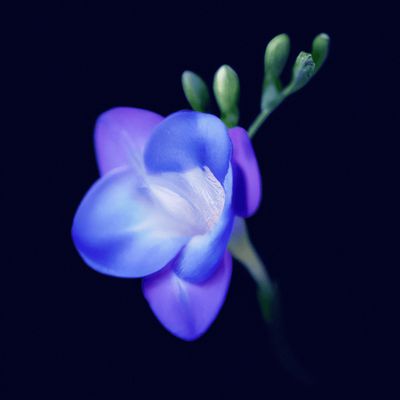 FREESIA