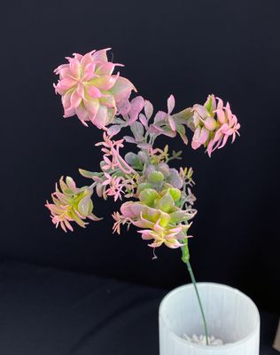 Tyräkki teko-oksa