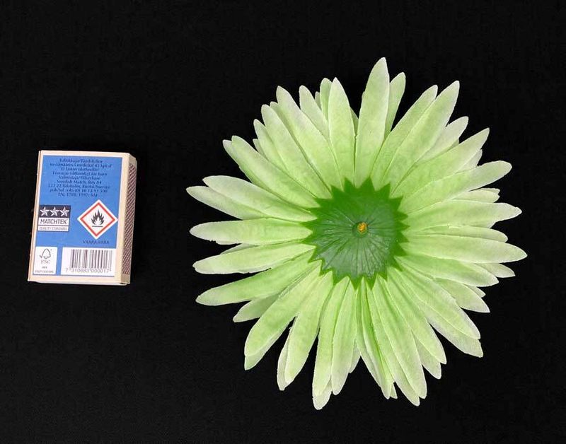 Vaalean vihreä gerbera tekokukkapää