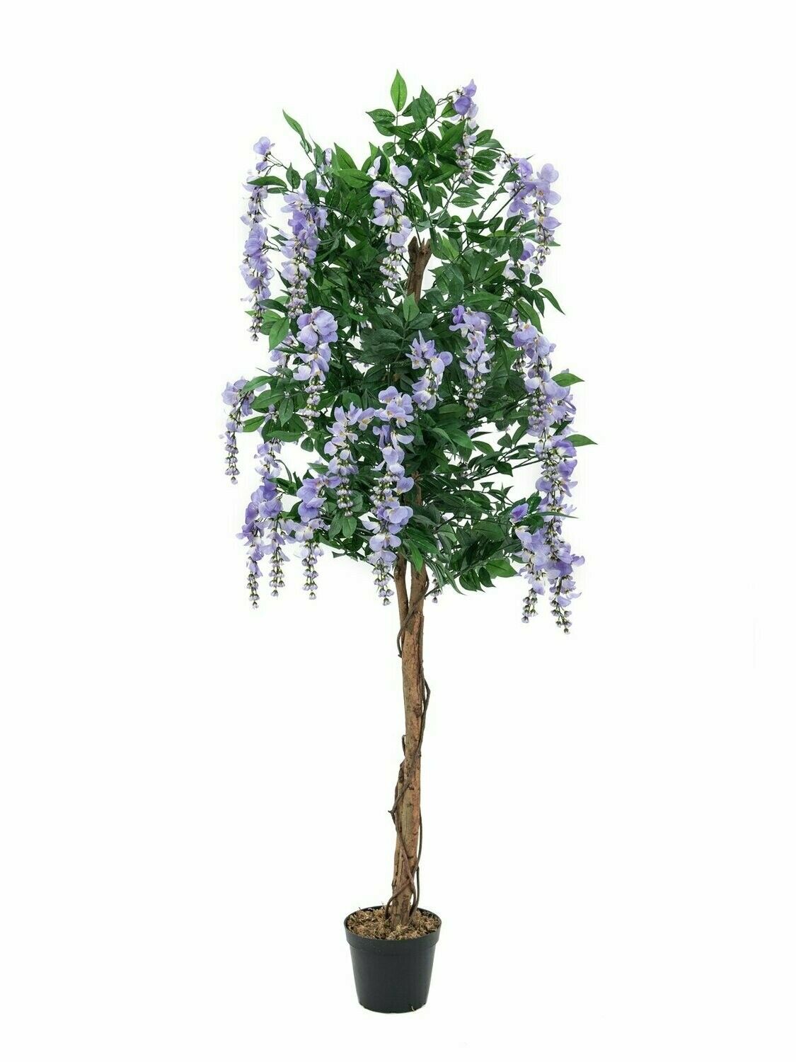 Wisteria (sinisade) tekopuu 180cm laventeli