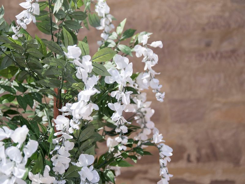Wisteria (sinisade) tekopuu 150cm valkoinen