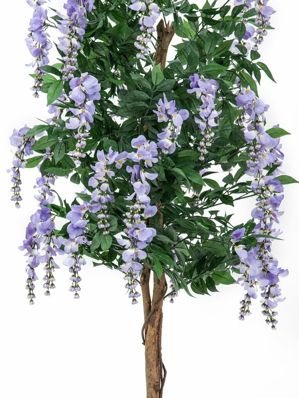 Wisteria (sinisade) tekopuu 180cm laventeli