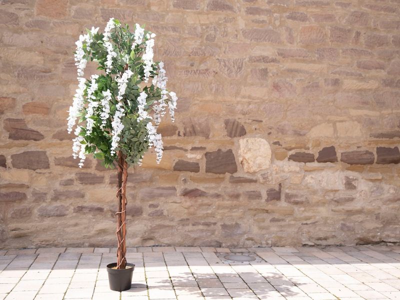 Valkoinen tekowisteria