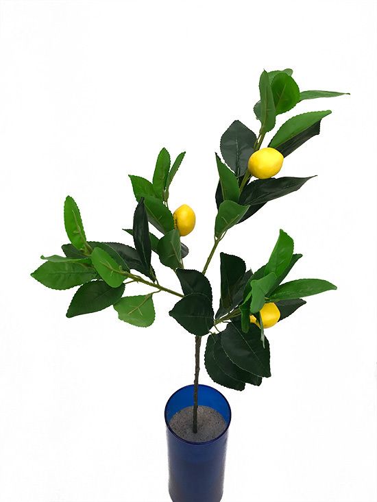 Sitrus teko-oksa 70cm