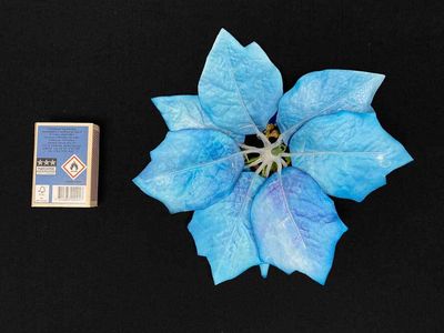 Sininen joulutähti tekokukkapää