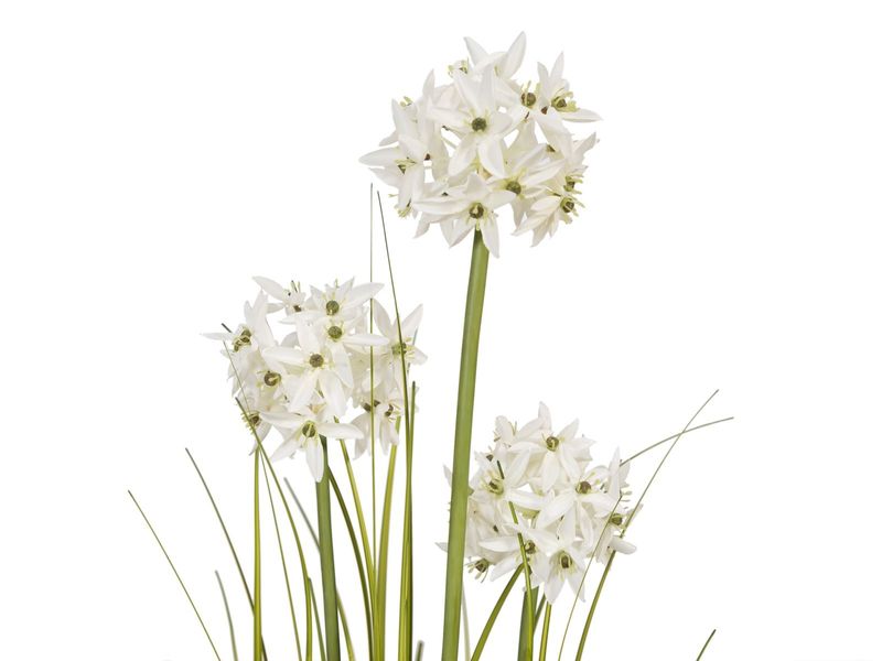 Sisustusheinä ruukussa 120cm, valkoiset kukinnot