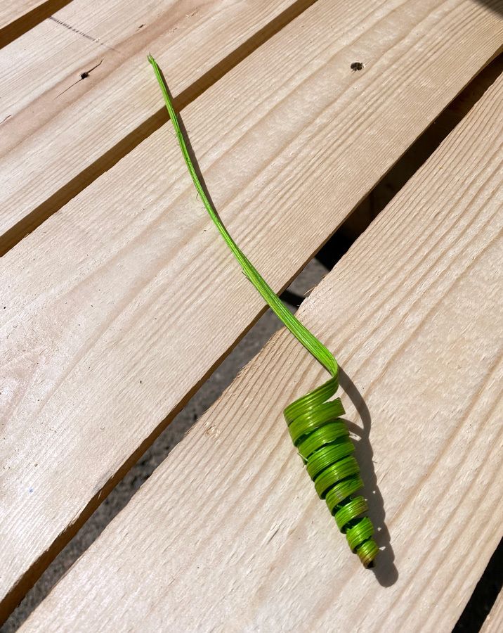 Sokeriruokokoriste, vihreä
