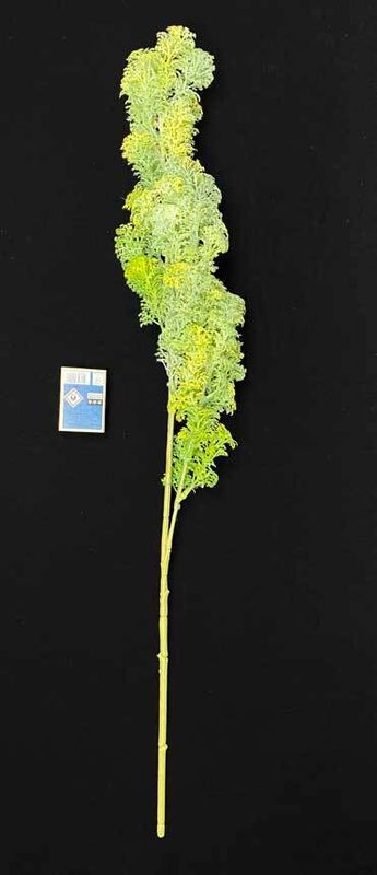 Sypressin teko-oksa 70cm, vihreä/keltainen