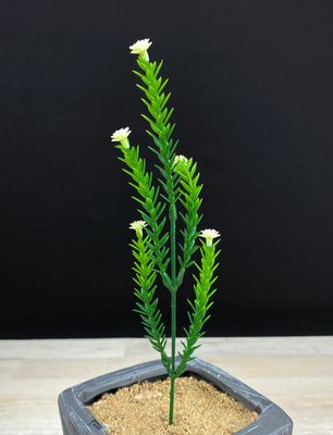 Teko-oksa