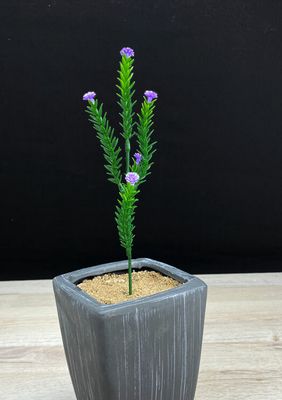 Teko-oksa