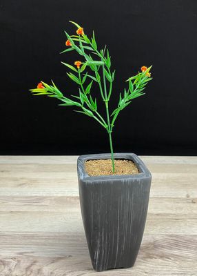 Tekoheinäoksa, oranssit kukat