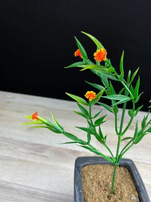 Tekoheinäoksa, oranssit kukat