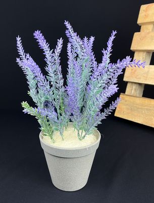 Tekokanervat muoviruukussa, violetti