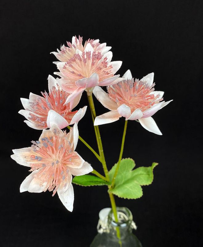 Tekokukka tähtiputki, rosa