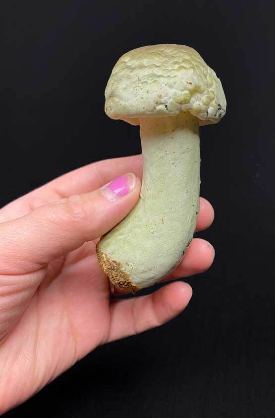 Tekosieni 10cm, koriste