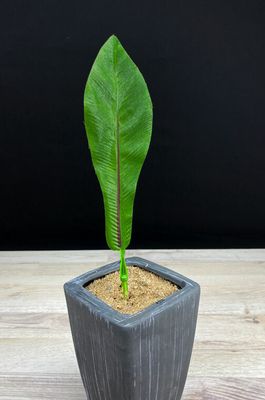 Tekolehti