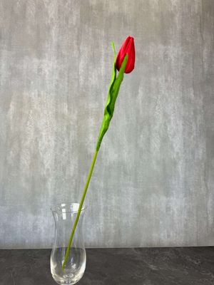 Punainen tulppaani kestokukka