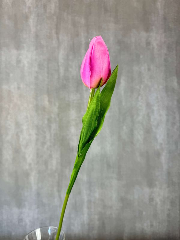 Tulppaani silkkikukka