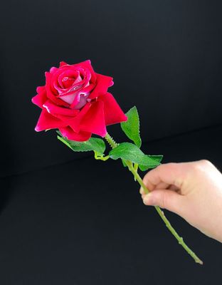 Samettiruusu, fuksia