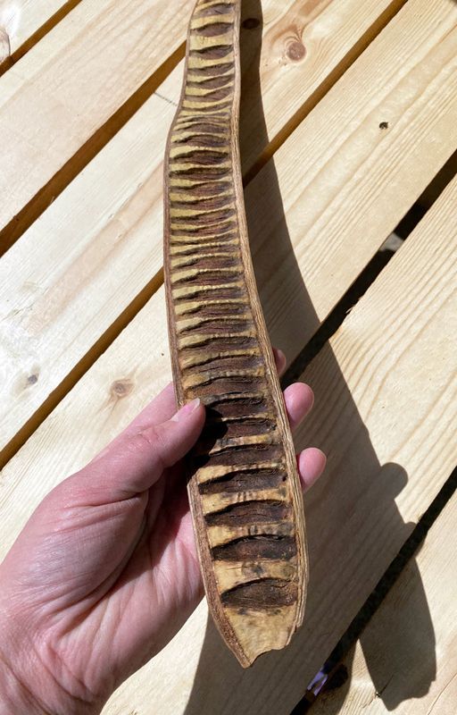 Pavun kuori, luonnontuote 35-50cm