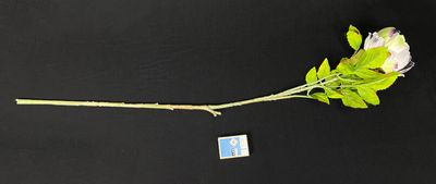 Pioni kestokukka, hopean harmaa