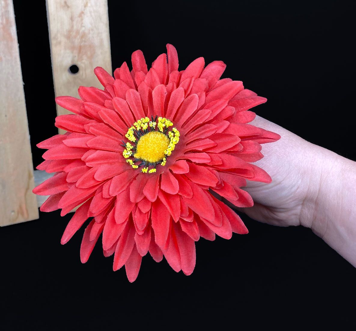 Punainen gerbera kestokukka