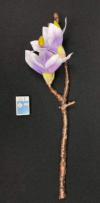 Magnolia kestokukka, violetti