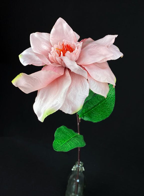 Magnolia kestokukka, mauve