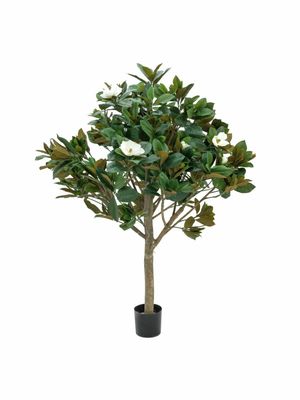 Magnolia tekopuu 150cm