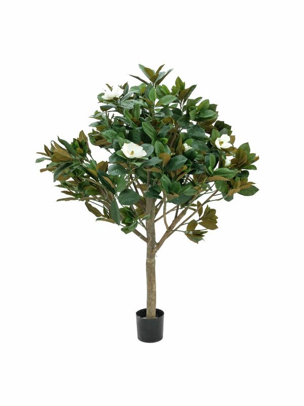 Magnolia tekopuu 150cm