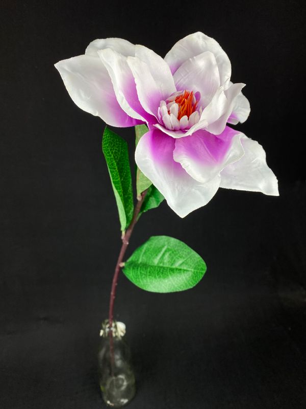Magnolia kestokukka, lila/vaaleanvioletti