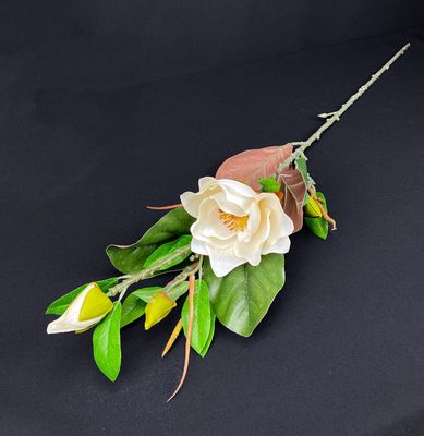 Magnolia kestokukka, kerma