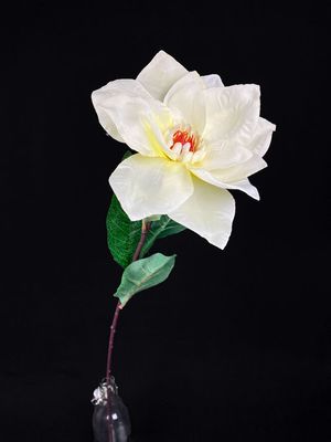 Magnolia tekokukka, kerma