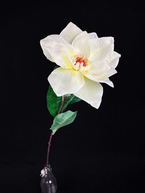 Magnolia tekokukka, kerma
