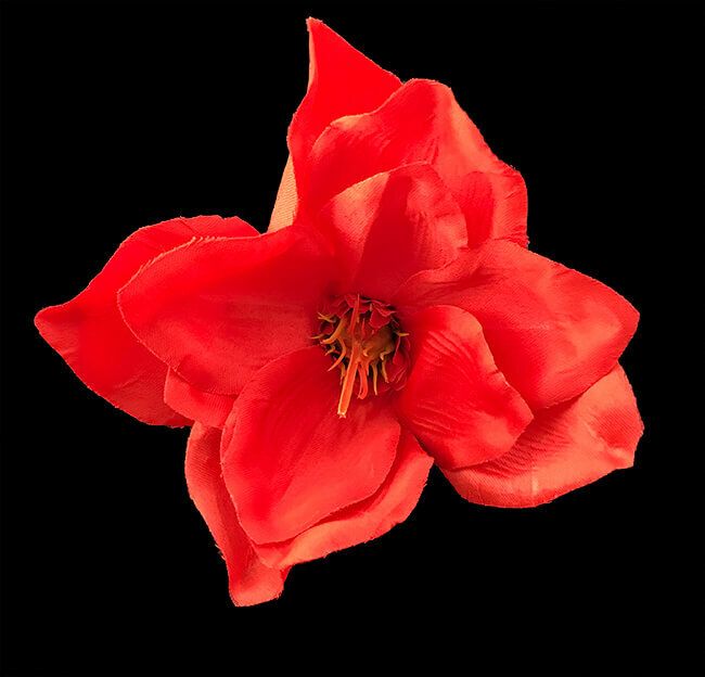 Magnolia tekokukka
