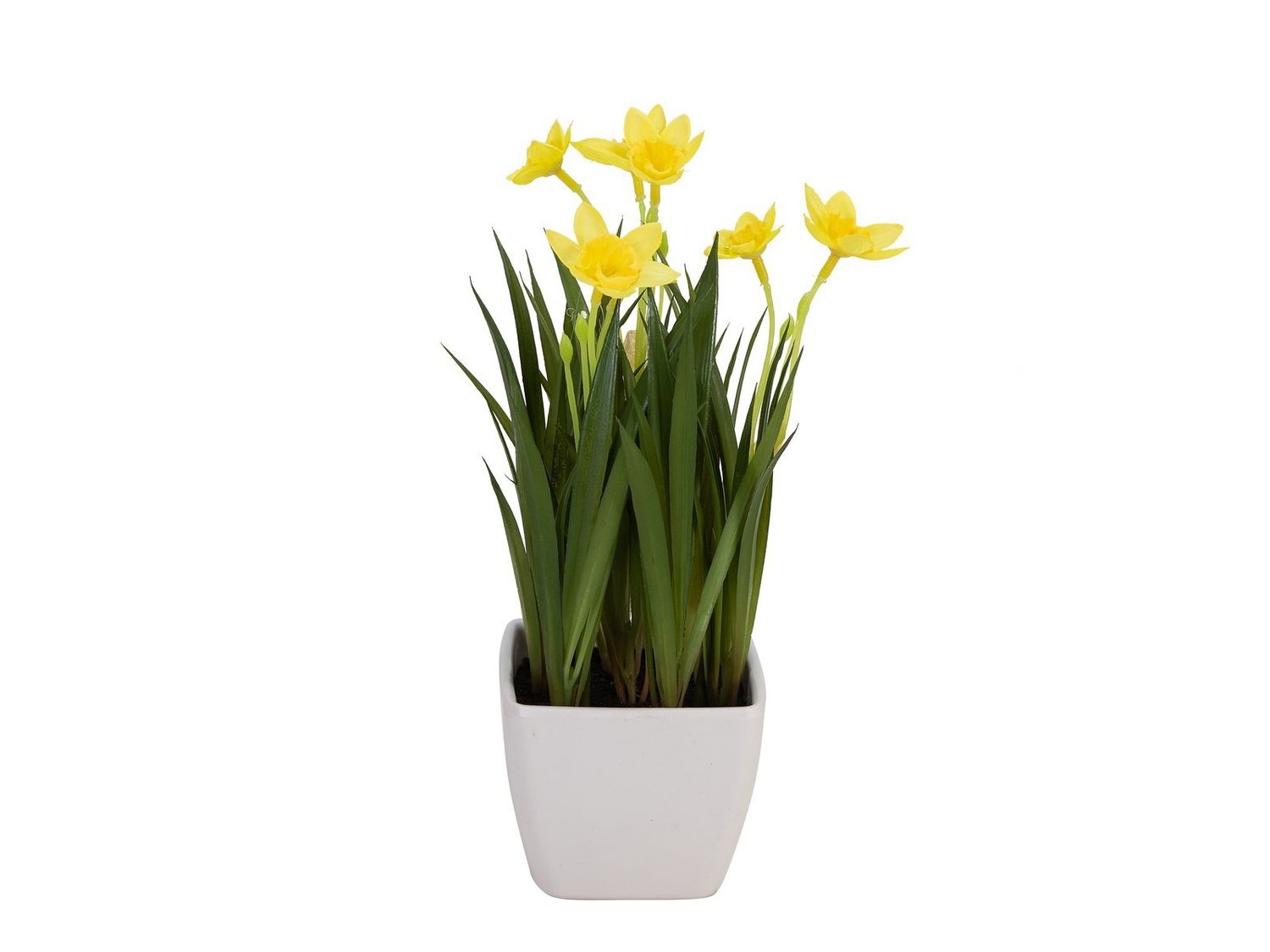 Narsissi ruukussa 18cm keltainen