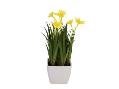 Narsissi ruukussa 18cm keltainen