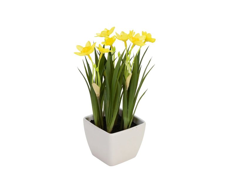 Narsissi ruukussa 18cm keltainen