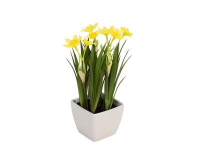 Narsissi ruukussa 18cm keltainen