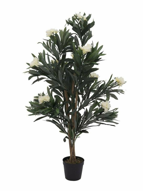 Oleanteri tekopensas ruukussa 120cm