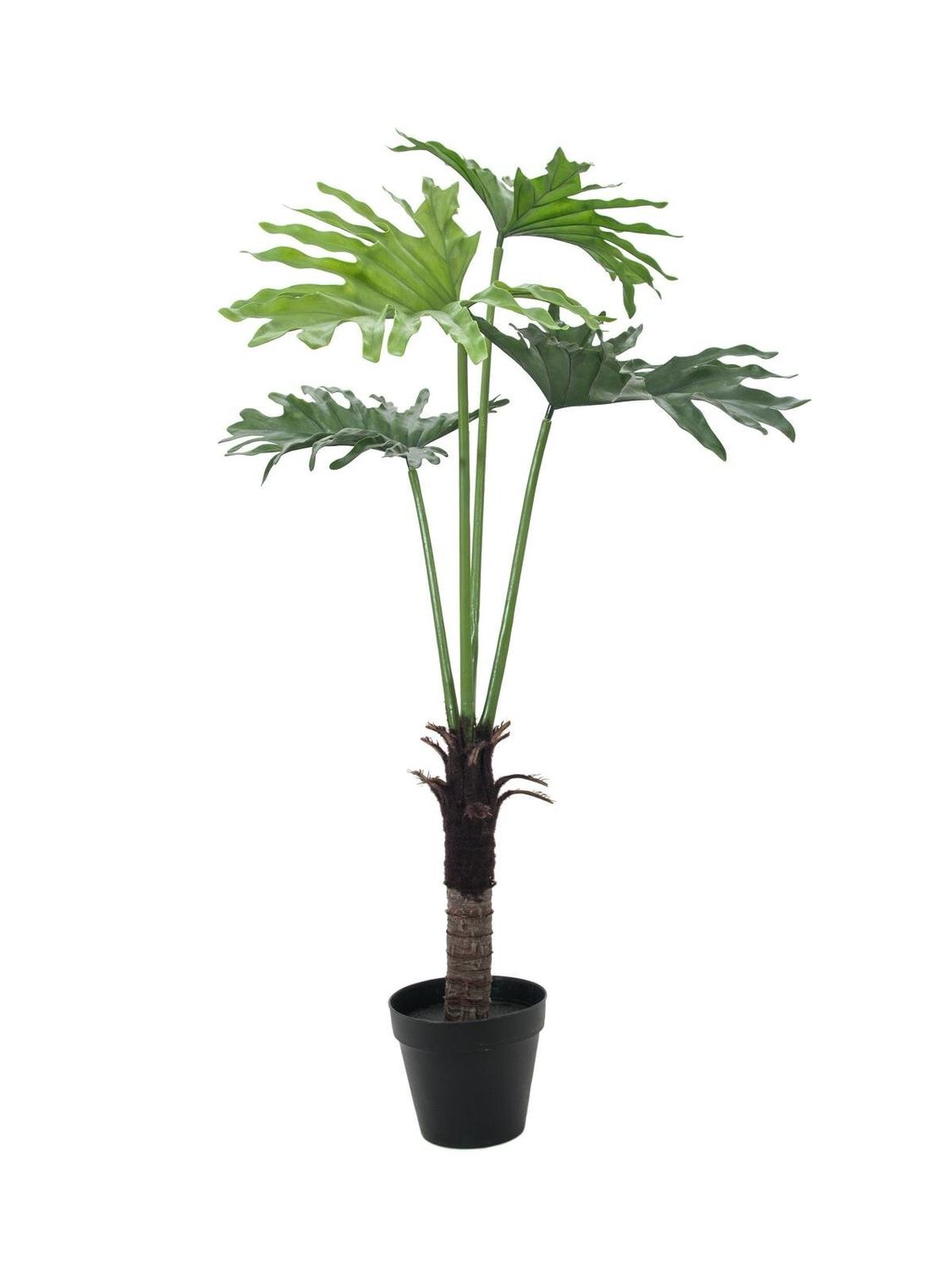 Köynnösvehka tekokasvi ruukussa 120cm