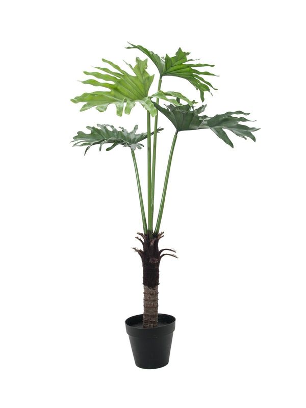 Köynnösvehka tekokasvi ruukussa 120cm