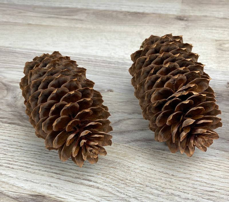 Kuusen käpy 3kpl